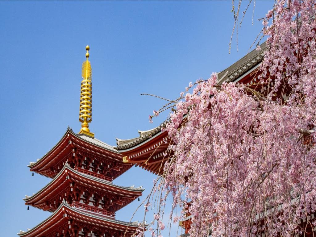 Discover Tokyo with a Local - Private Walking Tour